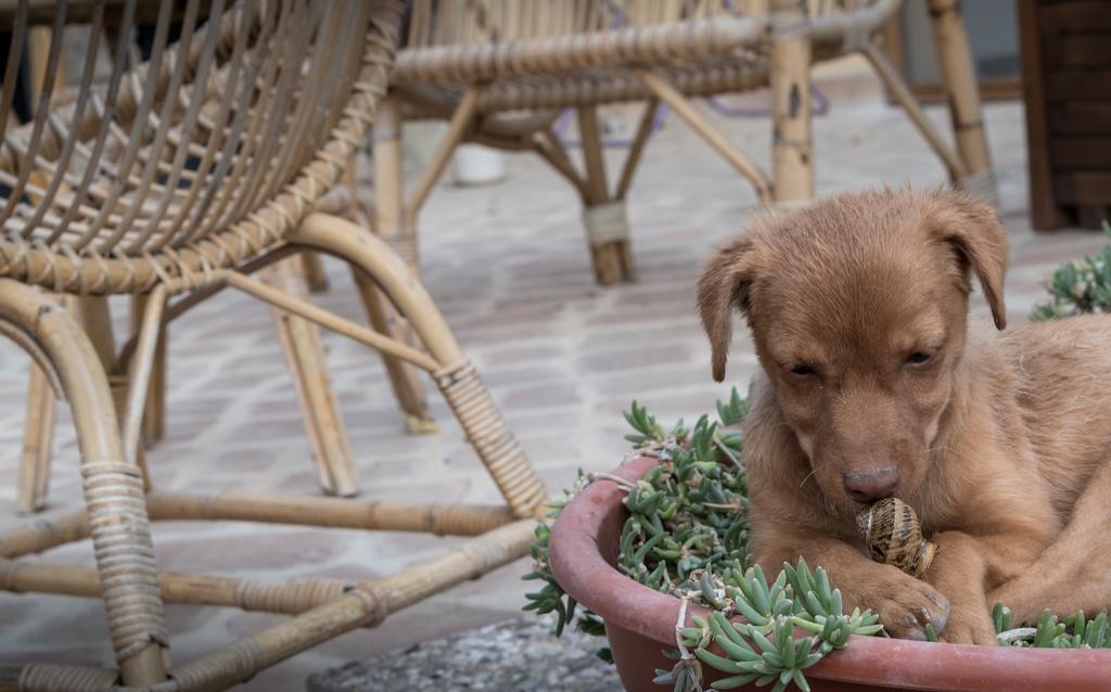 B&B Cantico Delle Creature Assisi Dış mekan fotoğraf