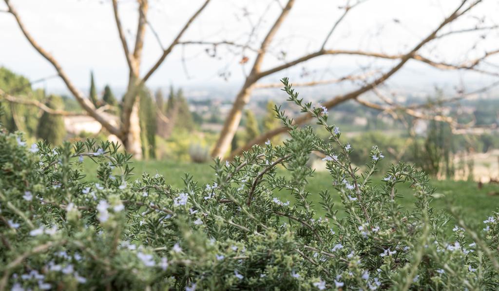 B&B Cantico Delle Creature Assisi Dış mekan fotoğraf
